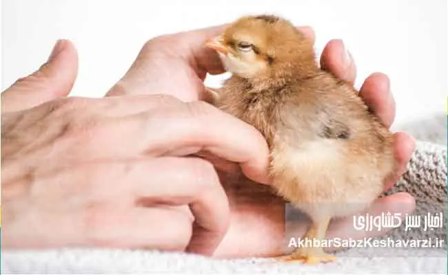 مواظب-گامبورو-در-مرغداریها-باشید--3