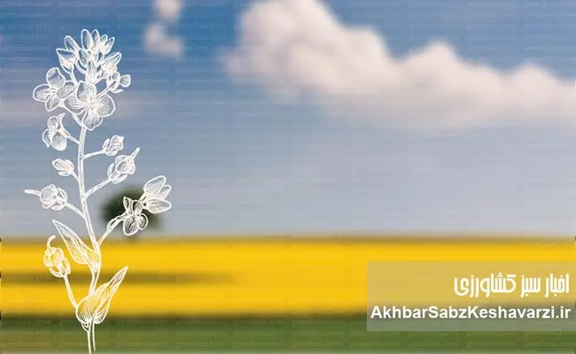 داستان-روغن-کانولا-3