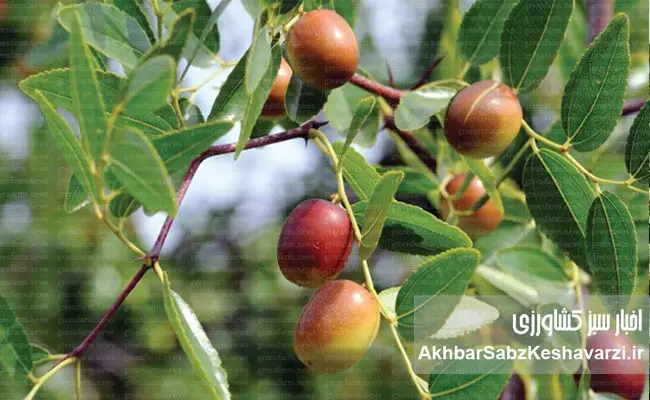 کشاورزی-ایران-در-عصر-بحران-آب-2