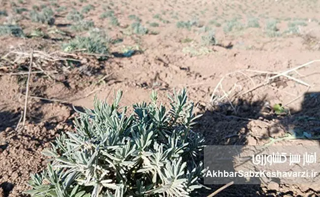 کشت-دیم-اسطوخودوس-22