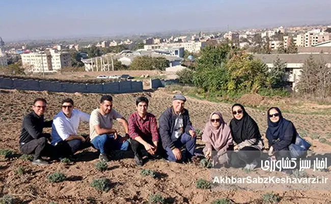 طرح-دکتر-خراسانینژاد-برای-کشت-دیم-اسطوخودوس-عمود-بر-شیب--2