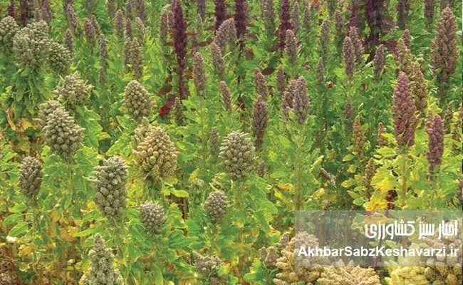 کشاورزی-ایران-در-عصر-بحران-آب-3