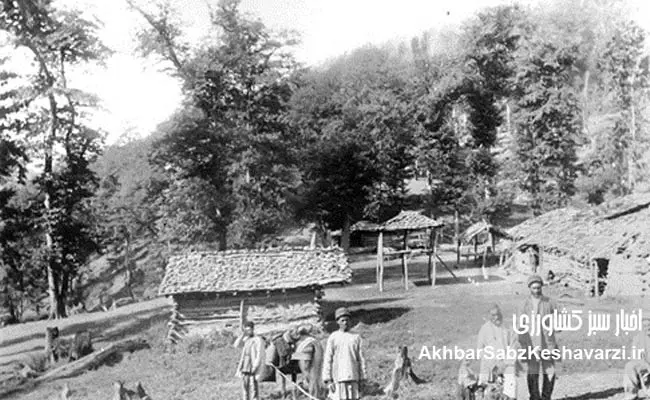 کشاورزی-ایران-در-پهلوی-اول3