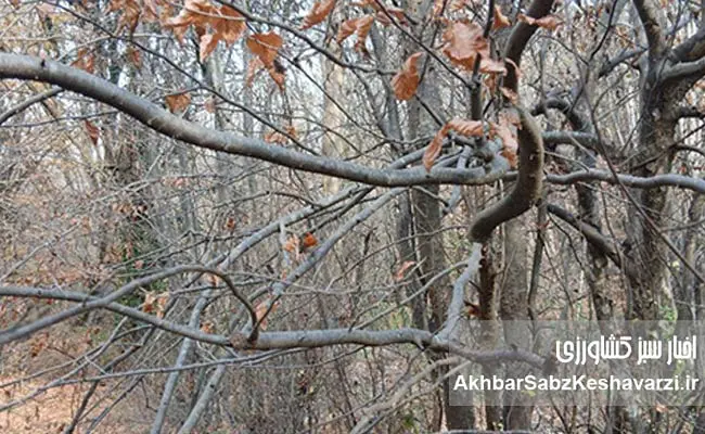 آواز-زمستانی-روبین-3