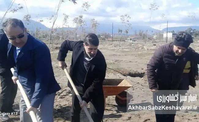 همدلی-برای-طبیعت؛-درختکاری-گسترده-در-ساحل-سیترا-نوشهر-5