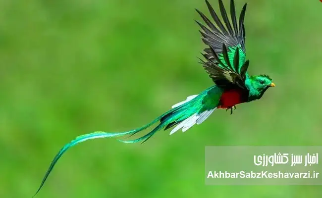 دراز-دامن-درخشان