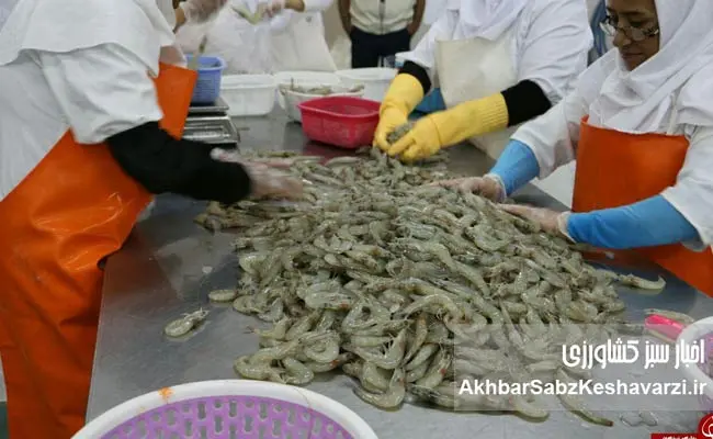 نگاهی-نو-به-نقش-میگو-در-سفره-ایرانی-1