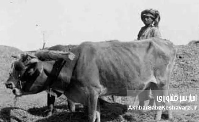 کشاورزی-ایران-در-پهلوی-اول