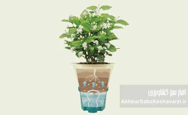 جلوگیری-از-پوسیدگی-ریشه-گیاهان-گلدانی-2