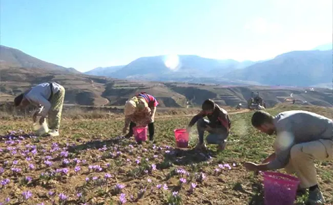 زعفران-روستای-وامنان-3