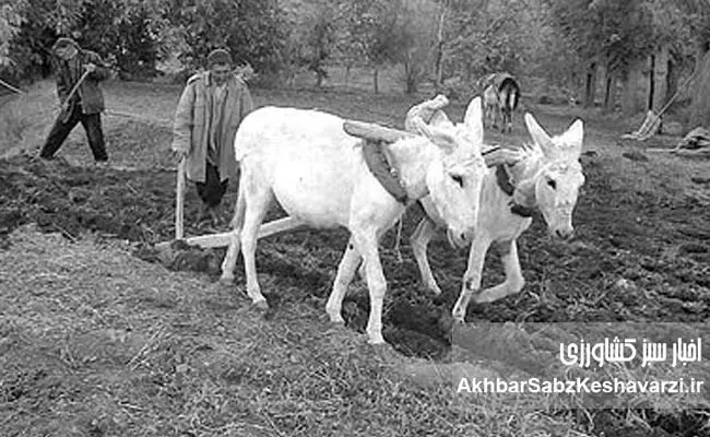 ‌‌رخدادها،-دال‌ها-و-مدلول‌های-مراحل-سه-گانه-اصلاحات-ارضی-ایران4