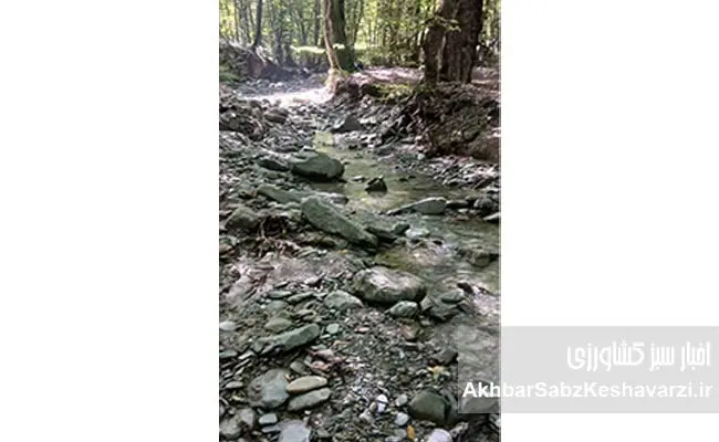جنگل-النگدره-گرگان-در-مهار-سیلاب-1