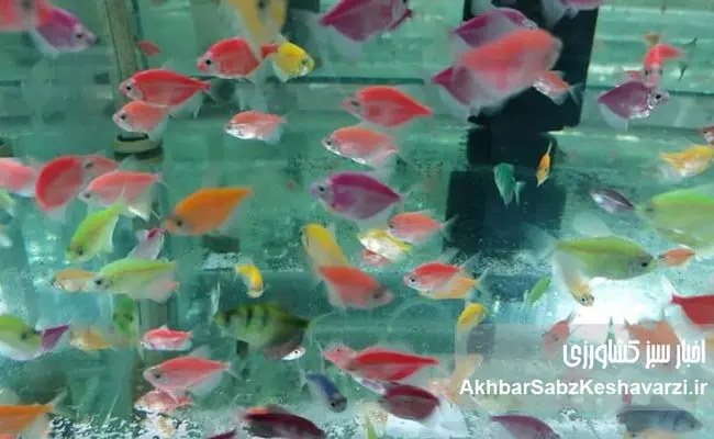 اهمیت-پرورش-ماهیان-زینتی-در-ایران-2