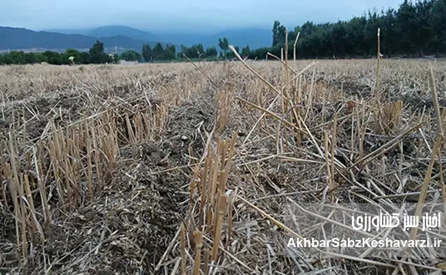 کشت-مستقیم-یا-بی‌خاک‌ورزی-سویا-4