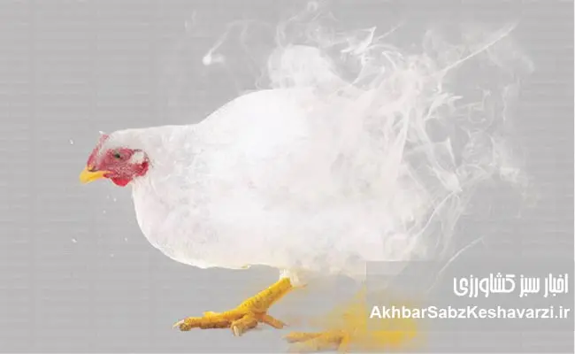 وقتی-بحران-به-سفره-مردم-می‌رسد؛-فجایع-در-صنعت-مرغداری-2