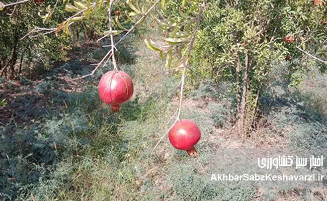 عیسی-لکزایی؛-کشاورز-نوآور-آق‌قلایی-و-تولیدکننده-انار-سالم-3