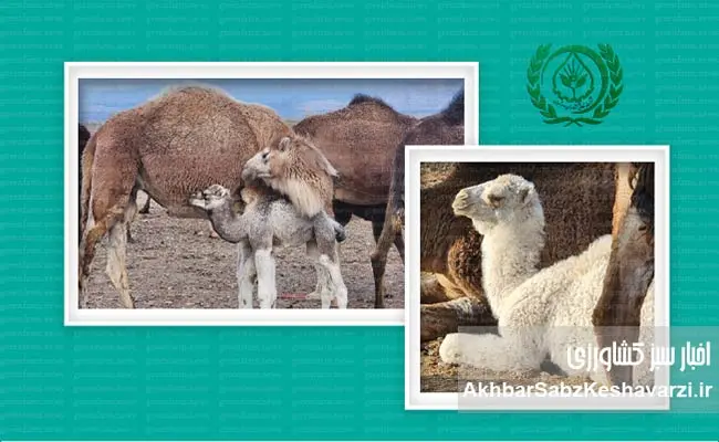 مجموعه-شرکت-تعاونی-کشاورزی-سوم‌شعبان-کرمان؛-پویا،-خلاق-و-کارآفرین-3