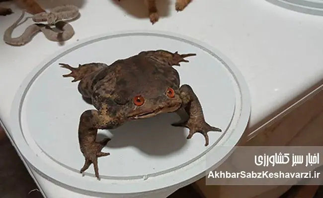 موزه-تنوع-زیستی-گلستان-3