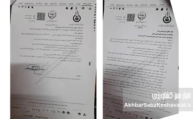 مراسم-دفن-پیاز-در-جیرفت.jpg-2