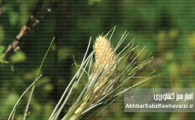 کاهش-ضایعات-برداشت-ذرت2