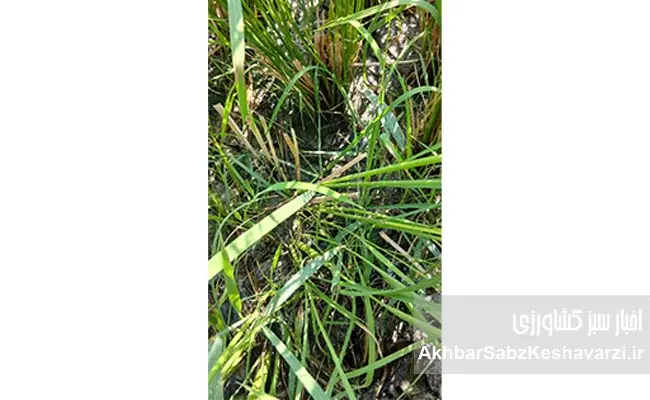 «برنج-دونوج»؛-راهبرد-نوین-برای-افزایش-تولید-با-نهاده-کمتر-در-شالیزارهای-گلستان+ویدئو-1