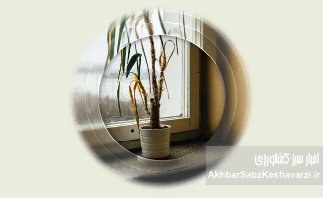 جلوگیری-از-پوسیدگی-ریشه-گیاهان-گلدانی-بخش-دوم-و-پایانی