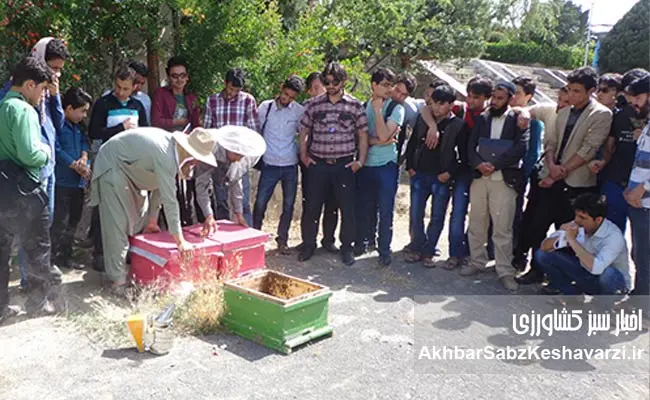 زنبورداری-افغانستان--3
