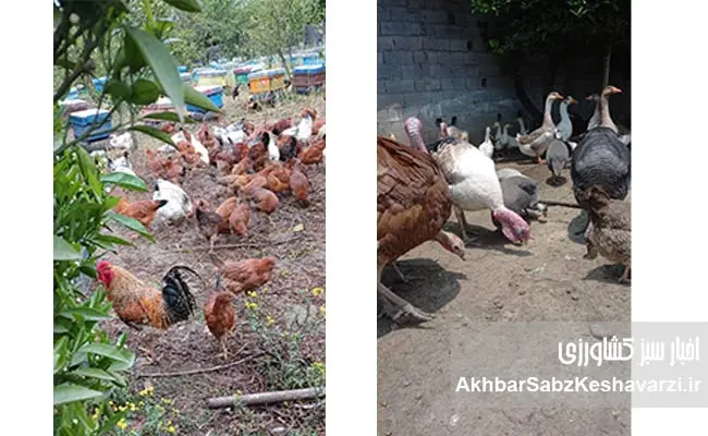 مهاجرت-معکوس-و-خودکفایی-در-قلب-مازندران-3