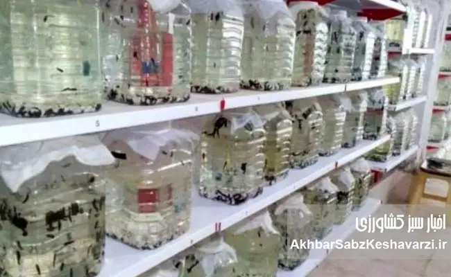 صنعت-زالوپروری-1