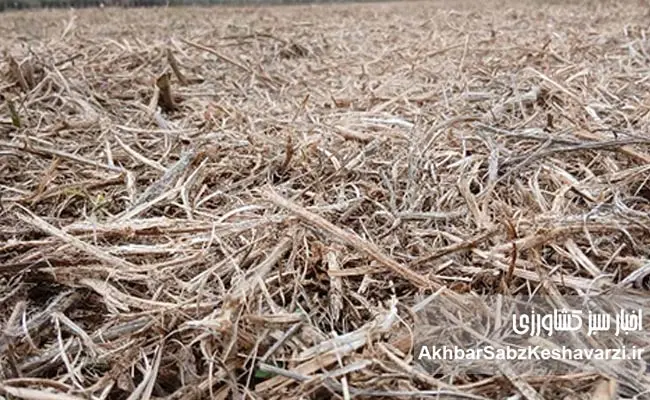 کشاورزی-حفاظتی-از-لحظه-برداشت-آغاز-می‌شود-5