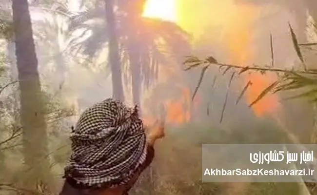 آتش‌سوزی-نخلستان‌های-منیوحی1