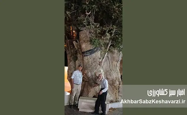 روایت-سبز-محلات؛-چنارهایی-که-نفس-شهرند-1
