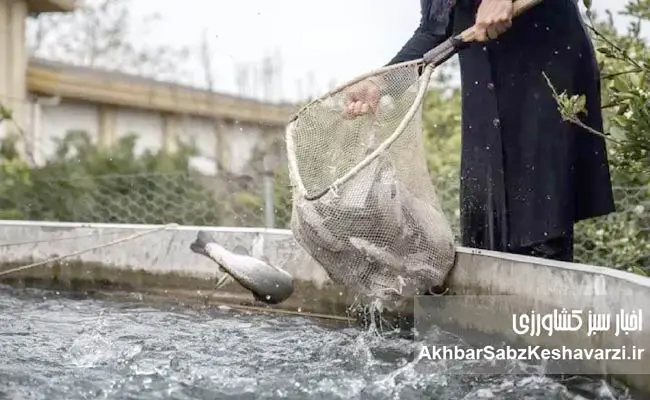 تحول-خاموش-شیلات-در-دل-گلستان3