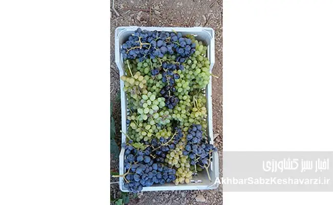 داستان-باغدار-گایکانی-در-تولید-انگور-سالم.-3
