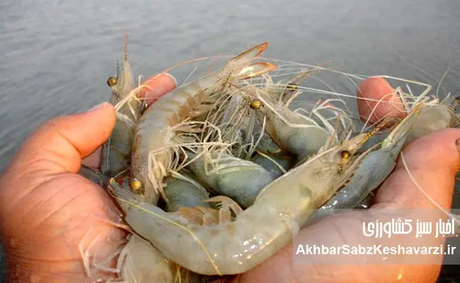 نگاهی-نو-به-نقش-میگو-در-سفره-ایرانی-و-توسعه-پایدار-صنعت-پرورش-آبزیان-1