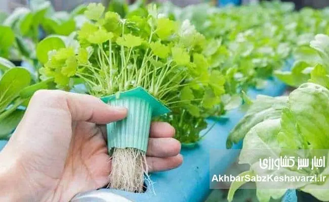 کشت-هیدروپونیک