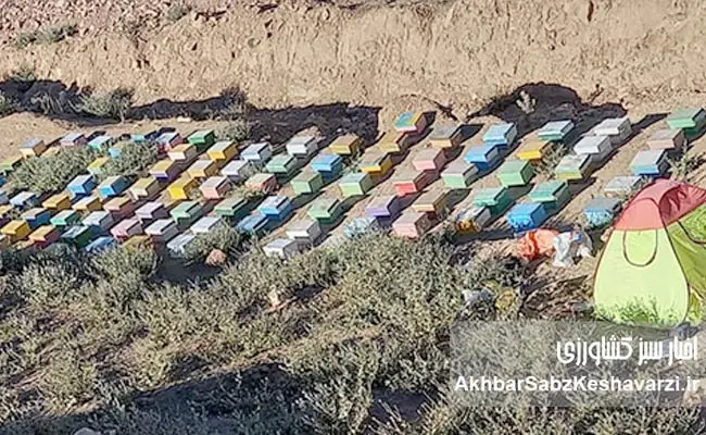 زنبورداری-افغانستان-