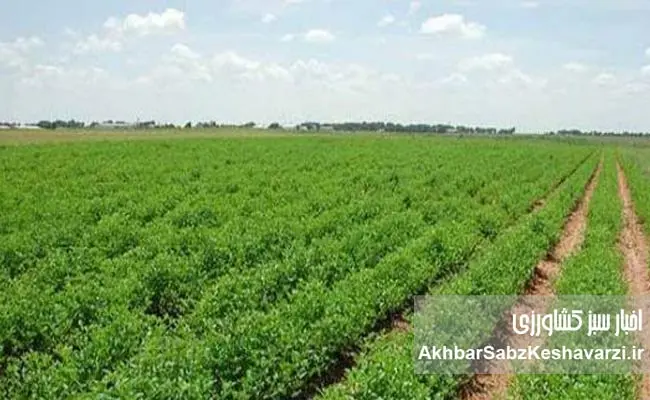 آموزش-کشاورزی-از-شبدر-دهه-۴۰-تا-مشارکت-ملی-در-انتخاب-ارقام.jpg-11.jpg-2