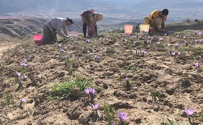 زعفران-روستای-وامنان-4