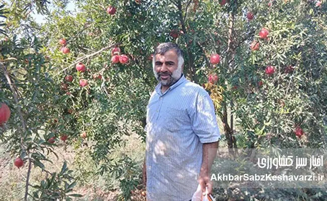 عیسی-لکزایی؛-کشاورز-نوآور-آق‌قلایی-و-تولیدکننده-انار-سالم-1