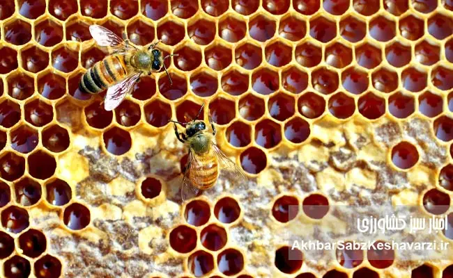Agricultural-Pesticides-Are-the-Scourge-of-Beekeeping2