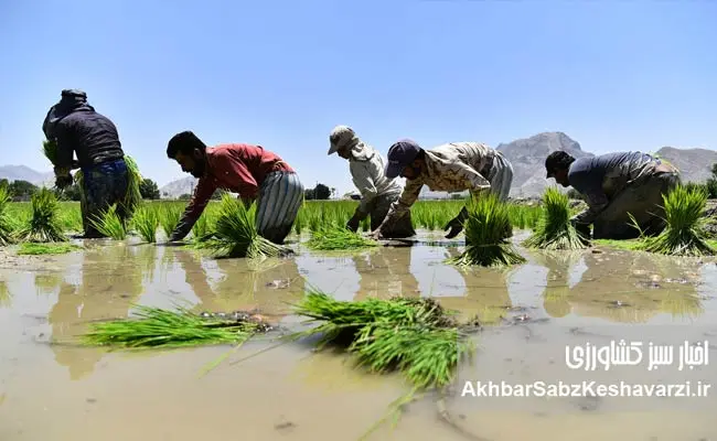 کشت-برنج-در-اصفهان--5