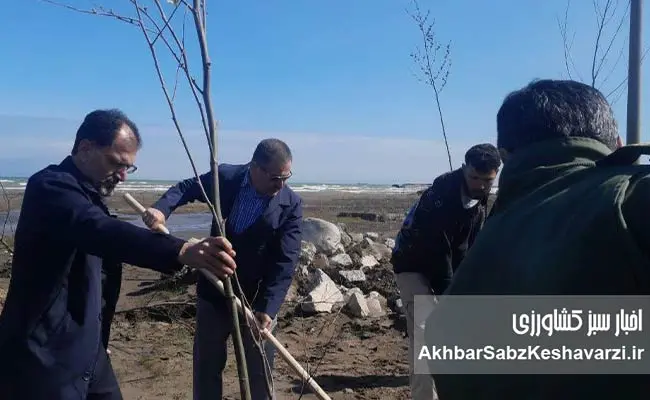 همدلی-برای-طبیعت؛-درختکاری-گسترده-در-ساحل-سیترا-نوشهر