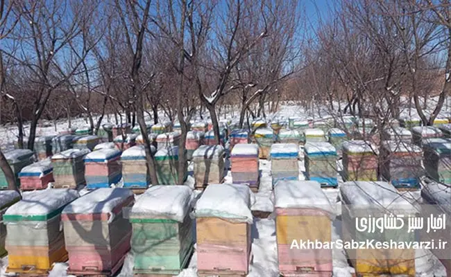زنبورداری-افغانستان-6