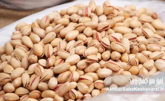 پسته-آلوده.jpg-1