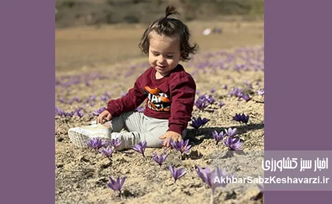 زعفران-کمآب-و-سالم-وامنان