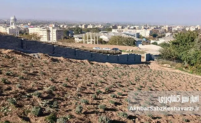 طرح-دکتر-خراسانینژاد-برای-کشت-دیم-اسطوخودوس-عمود-بر-شیب-