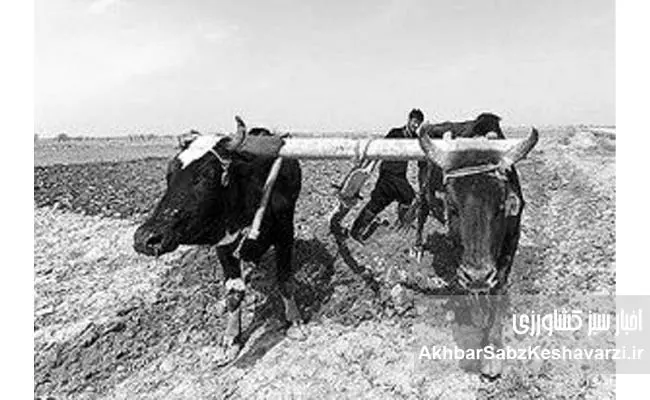 ایران-در-اشغال-متفقین-3