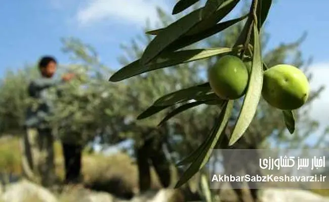 روز-مزرعه-زیتون-در-رودبار-2