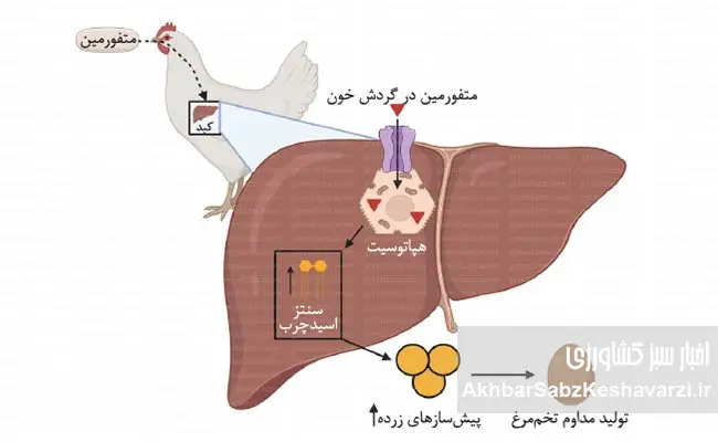 متفورمین،-راز-افزایش-تخم‌گذاری-مرغ‌ها-1